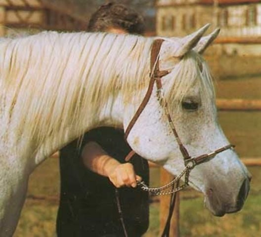 Maymoonah (Hadban Enzahi/Kamel x Malikah) 1971 Dahmah Shahwaniyah