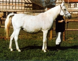 <b>Description: </b>Maymoonah (Hadban Enzahi/Kamel x Malikah) 1971 Dahmah Shahwaniyah. Photographed at 16 years old.<br/>