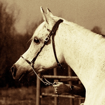 Maymoonah (Hadban Enzahi/Kamel x Malikah) 1971 Dahmah Shahwaniyah.