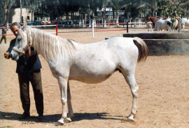 <b>Description: </b>Bint Ibtisam (Akhtal x Ibtisam) EA-1063 Feb 1989 photo<br/><b>Copyright: </b>Judi Parks photo  alabbasiyah11@gmail.com