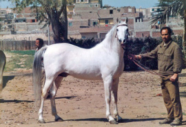 <b>Description: </b>Aseel (Sameh x Inas) EA-611 Feb 1989 photo<br/><b>Copyright: </b>Judi Parks photo  alabbasiyah11@gmail.com