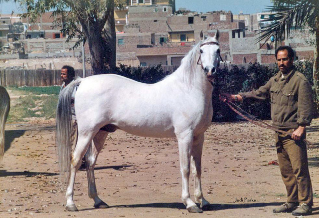 Aseel (Sameh x Inas) EA-611 Feb 1989 photo