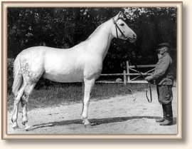 <b>Description: </b>Amurath Sahib ( 35 Amurath Sahib x Sahiba) 1932  Tail female 39 NEDJMEE (BAB) 1849 grey Kuhaylah Umm Urqub<br/>