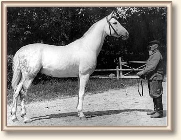 Amurath Sahib ( 35 Amurath Sahib x Sahiba) 1932  Tail female 39 NEDJMEE (BAB) 1849 grey Kuhaylah Umm Urqub