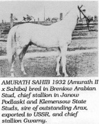 <b>Description: </b>Amurath Sahib ( 35 Amurath Sahib x Sahiba) 1932  Tail female 39 NEDJMEE (BAB) 1849 grey Kuhaylah Umm Urqub<br/>