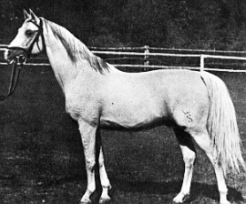 <b>Description: </b>Amurath Sahib ( 35 Amurath Sahib x Sahiba) 1932  Tail female 39 NEDJMEE (BAB) 1849 grey Kuhaylah Umm Urqub<br/>