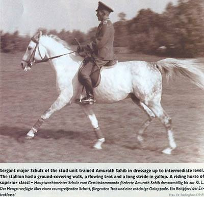 Amurath Sahib ( 35 Amurath Sahib x Sahiba) 1932  Tail female 39 NEDJMEE (BAB) 1849 grey Kuhaylah Umm Urqub