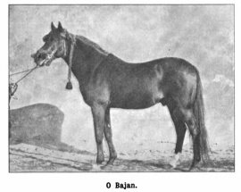 <b>Description: </b>OBajan (an Abeyyan x a Ma’anaqi Sbailiyah) 1880 bred by the Saba’ah ( or Dandashi family in western Syria.) Imp. 1885 to Babolna by Gen. Haddad<br/>