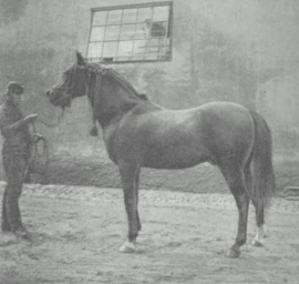 <b>Description: </b>O'Bajan (an Abeyyan x a Ma’anaqi Sbailiyah) 1880 bred by the Saba’ah ( or Dandashi family in western Syria.) Imp. 1885 to Babolna by Gen. Haddad<br/>