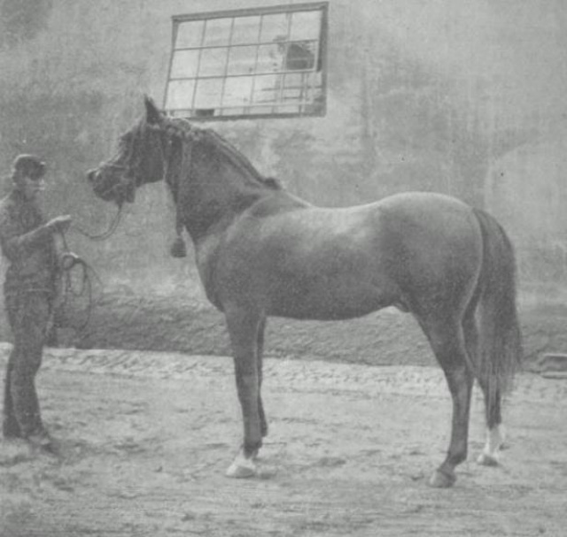 O'Bajan (an Abeyyan x a Ma’anaqi Sbailiyah) 1880 bred by the Saba’ah ( or Dandashi family in western Syria.) Imp. 1885 to Babolna by Gen. Haddad