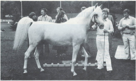 <b>Description: </b>Madkour I° (Hadban Enzahi/Kamel x Moheba II) 1971 Dahman Shahwan ELITE STALLION<br/><b>Copyright: </b>Ismer photo