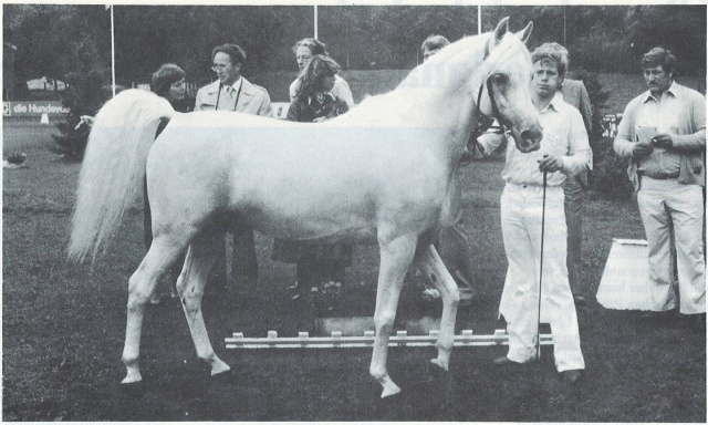 Madkour I° (Hadban Enzahi/Kamel x Moheba II) 1971 Dahman Shahwan ELITE STALLION