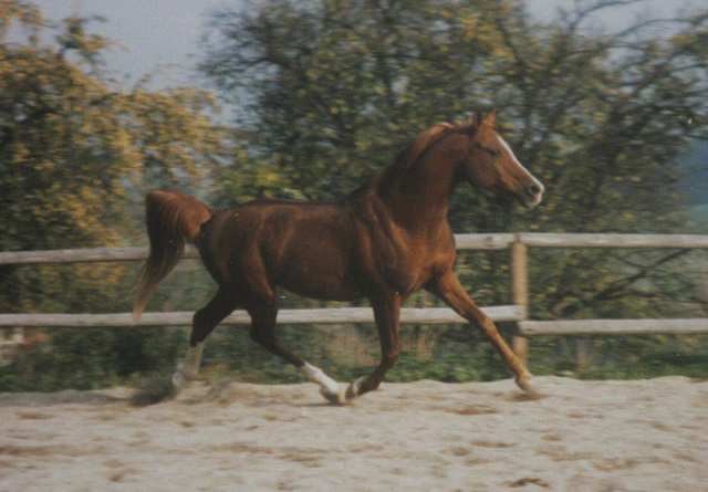 Ghalion 6- 1973 (Ghalion x 25 Amurath Sahib) tail fem. 60 Adjuze Kuhailan Shaykhan