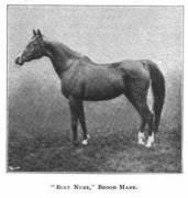 <b>Description: </b>Bint Bint Nura Es Shakra ( Aziz 1876 x Bint Nura grey 1870)  1885 chestnut mare Dahmeh Nejiba<br/>