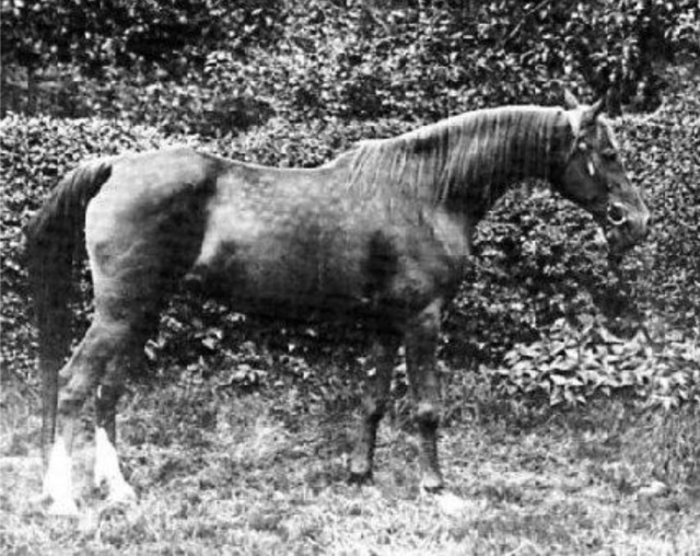 Bint Bint Nura Es Shakra ( Aziz 1876 x Bint Nura grey 1870)  1885 chestnut mare Dahmeh Nejiba