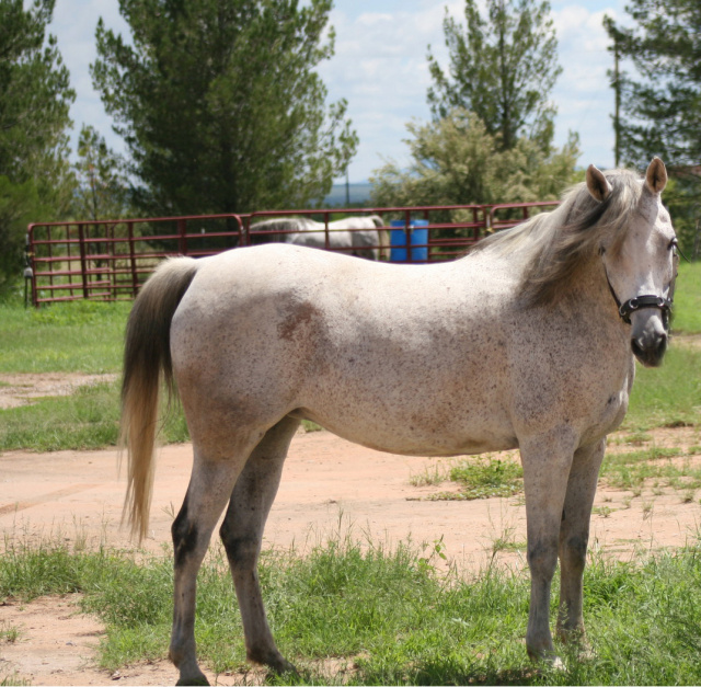 Amal Al Kamar RB (Imperial Al Kamar x Shalpasha Najib)