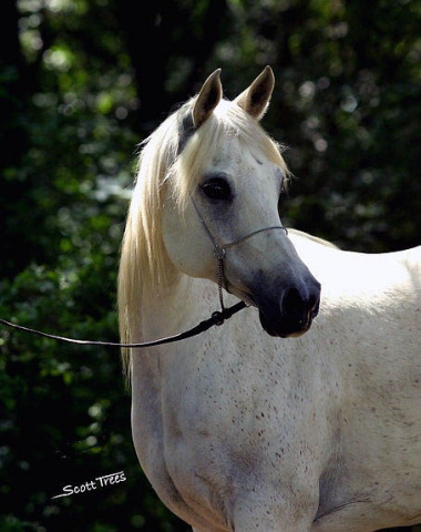 NOBLE SEFRA (Ruminaja Bahjat x Talya by Ansata Shah Zaman)