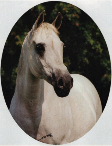 SF BINT BINT MAMLOUKA (*Kofo x *SF Bint Mamlouka by Mashour)