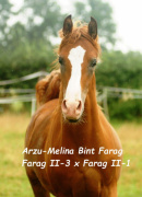 <b>Description: </b>Arzu-Melina Bint Farag (Farag II-3 x Farag II-1) 2013 Tail fem. 60 Adjuze Kuhaylah Sheykhan<br/><b>Copyright: </b>Farag Arabians