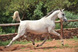 <b>Description: </b>SARAQA SHOWING HER POWERFULL MOVEMENT<br/><b>Copyright: </b>EUGENE GEYSER