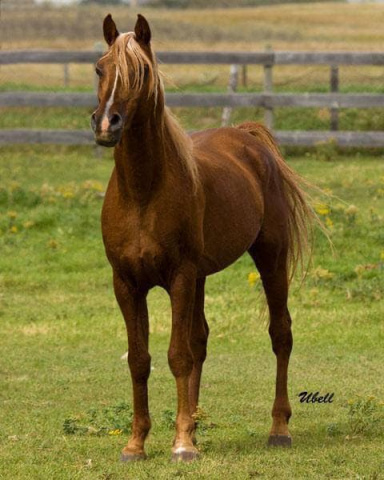 MOON SHEINE (El Hilal x Nafairtiti by *Morafic)