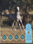 <b>Description: </b>HAWAA (Amaal x Haseenah by *Zaghloul)<br/>