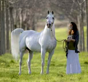 LAHEEB (*Imperial Imdal x *AK Latifa by *Ibn Moniet El Nefous)