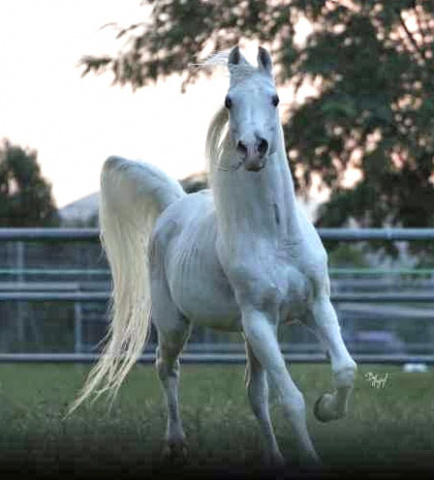 LAHEEB (*Imperial Imdal x *AK Latifa by *Ibn Moniet El Nefous)