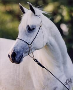 PRINCESS SHAMIRA (The Egyptian Prince x AK Shahgat by *AK Shahm)