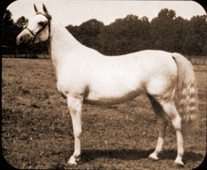 HAMAMAA (*Ibn Antar x *Hekmat by Antar)