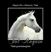 <b>Description: </b>TAL RAQUIN (Raquin RA x Talnoa by *Talal)<br/>