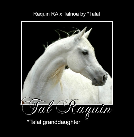 TAL RAQUIN (Raquin RA x Talnoa by *Talal)