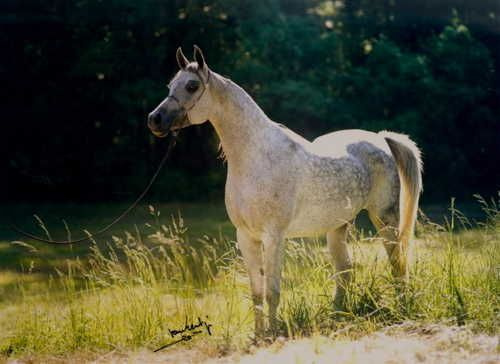 MISS MAGGIE MAE (The Minstril x Bint Magidaa by *Khofo++)