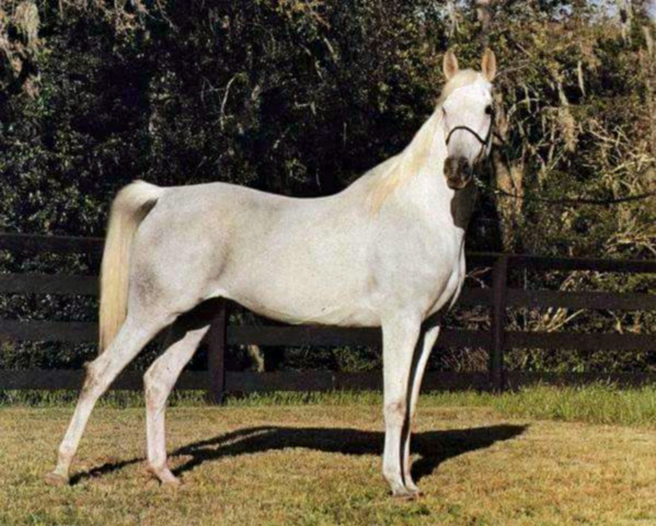 ANCHOR HILL ALANA (Al Metrabbi++ x Anchor Hill Hadga by Hadbah)