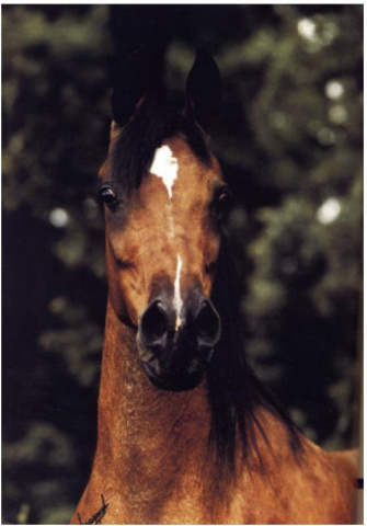 ANSATA NILE MIST (Ansata Ibn Sudan x Falima by *Ansata Ibn Halima++)