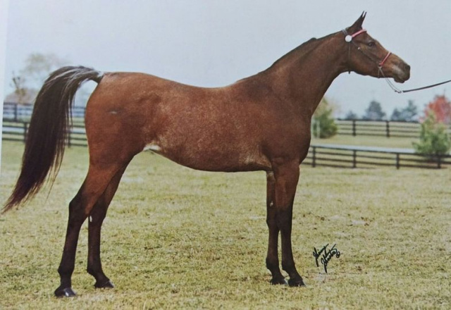 ANSATA NILE MIST (Ansata Ibn Sudan x Falima by *Ansata Ibn Halima++)