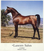 <b>Description: </b>LANCERS SAHM (Sabeel x Aziza by Alaa El Din)<br/><b>Copyright: </b>Jerry Sparagowski Photography