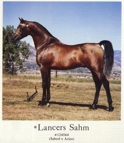 LANCERS SAHM (Sabeel x Aziza by Alaa El Din)