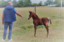 <b>Description: </b>KP Aleem at 6 months age<br/><b>Copyright: </b>Patrick Vermuyten www.arabian-horses.be