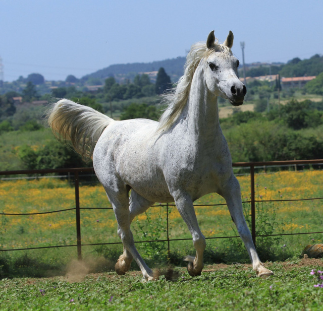 Frasera Shahyra (Majd Al Rayyan x Frasera Shahilla) 2006 Saqlawiyah Gidraniyah