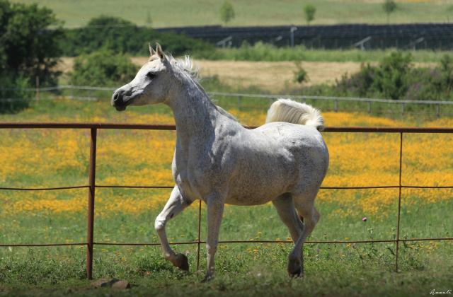 Frasera Shahyra (Majd Al Rayyan x Frasera Shahilla) 2006 Saqlawiyah Gidraniyah