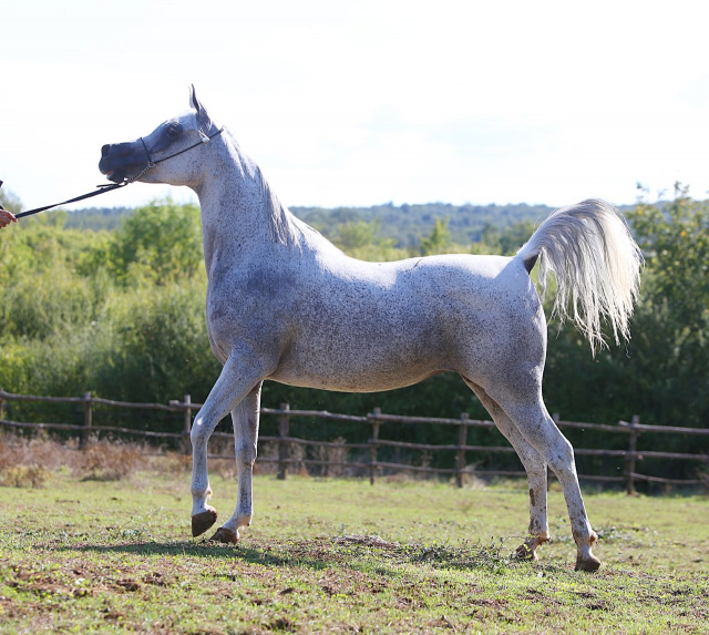 Frasera Shahyra (Majd Al Rayyan x Frasera Shahilla) 2006 Saqlawiyah Gidraniyah