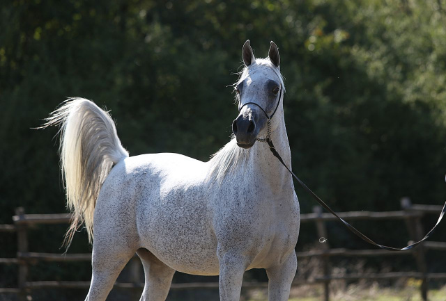 Frasera Shahyra (Majd Al Rayyan x Frasera Shahilla) 2006 Saqlawiyah Gidraniyah