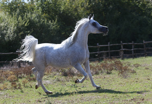 Frasera Shahyra (Majd Al Rayyan x Frasera Shahilla) 2006 Saqlawiyah Gidraniyah