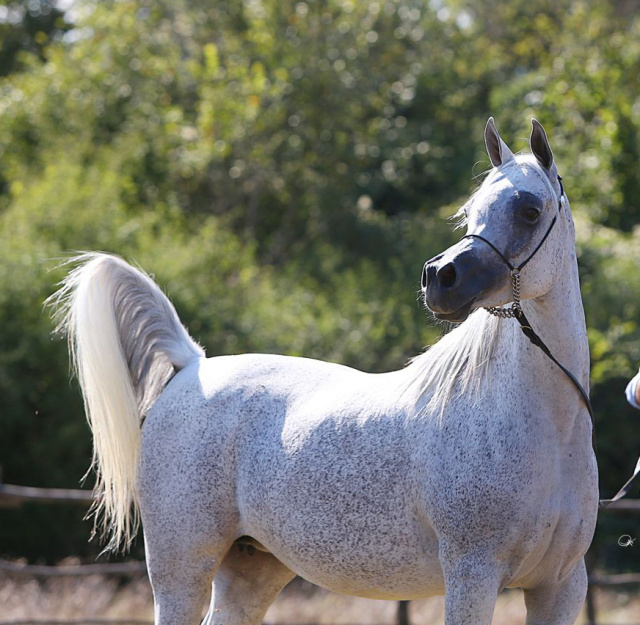 Frasera Shahyra (Majd Al Rayyan x Frasera Shahilla) 2006 Saqlawiyah Gidraniyah