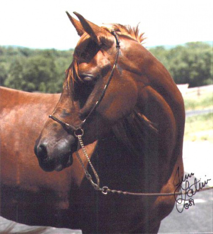 Fa Mahrouf (Mahrouf x Bint Bahretta) 1985 Dahmah Shahwaniyah