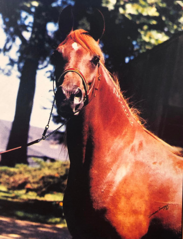 Fa Mahrouf (Mahrouf x Bint Bahretta) 1985 Dahmah Shahwaniyah