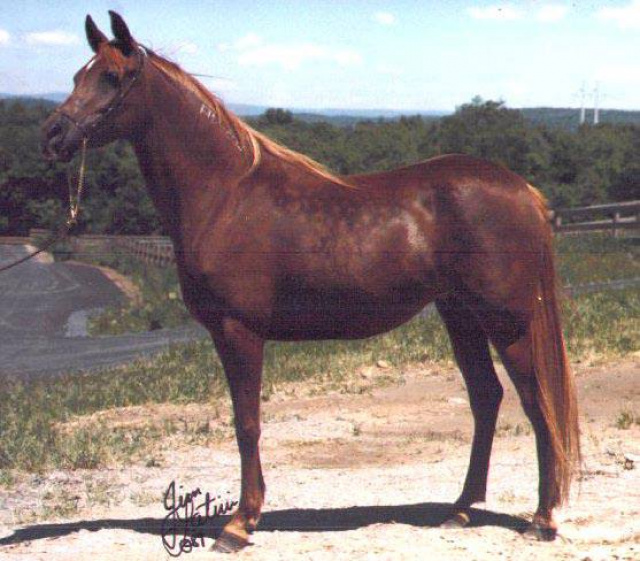 Fa Mahrouf (Mahrouf x Bint Bahretta) 1985 Dahmah Shahwaniyah