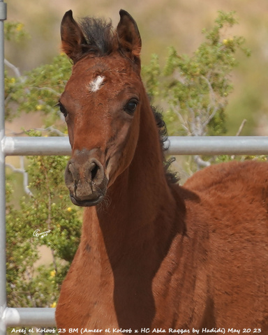 Areej el Koloob 23 BM (Ameer el Koloob x HC Abla Raqqas by Hadidi) May 20 23