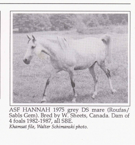 ASF Hannah (Roufas x Sabls Gem) 1975 Dahmah Shahwaniyah